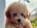 Tiny Apricot Poodle Female