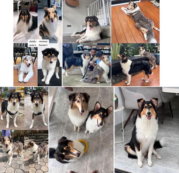 Dijual Anjing Langka & Pure Blood Rough Collie