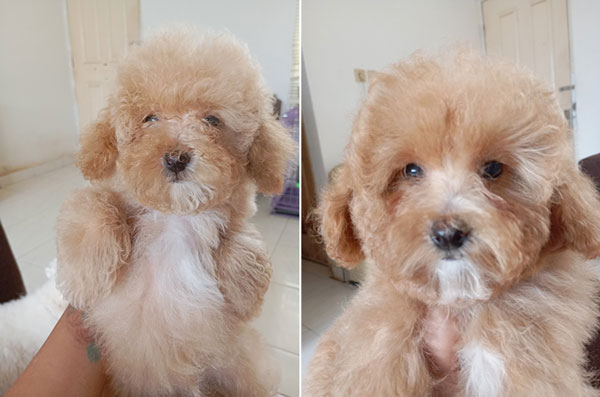 Toy Poodle Betina