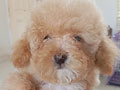 Toy Poodle Betina