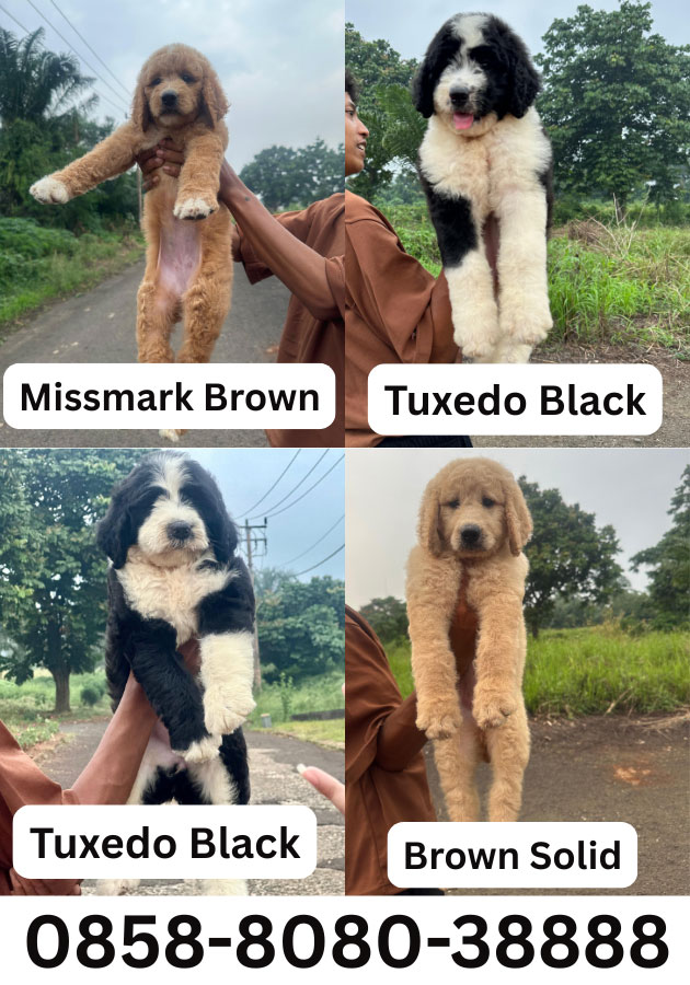 For Sale Puppy Giant Poodle Female