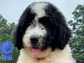 For Sale Puppy Giant Poodle Female