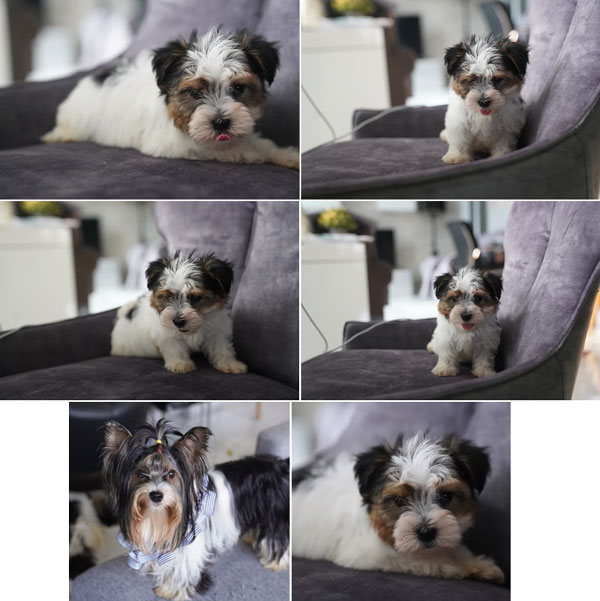 Biewer Yorkshire Terrier