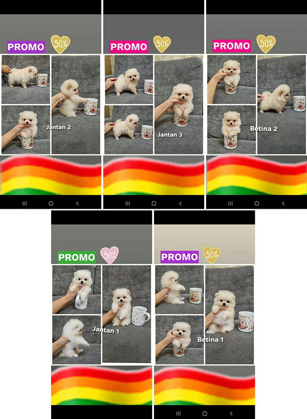 Supermini Pomeranian