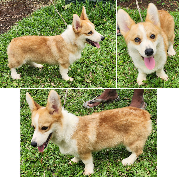 Corgi Male Special Price Good Quality