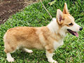 Corgi Male Special Price Good Quality