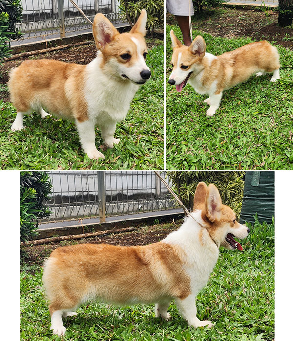 For Sale Pembroke Welsh Corgi Female