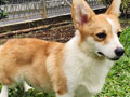 For Sale Pembroke Welsh Corgi Female