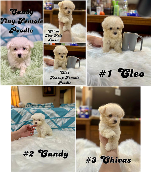 Jual 3 Ekor Teacup & Super Tiny Poodle