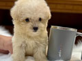 Jual 3 Ekor Teacup & Super Tiny Poodle