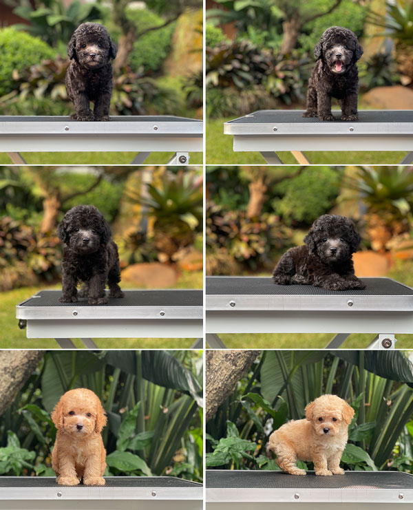 For Sale Puppy Silver & Fawn Toy Poodle