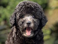 For Sale Puppy Silver & Fawn Toy Poodle