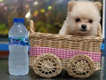 Mini Pomeranian Rp.2 Juta