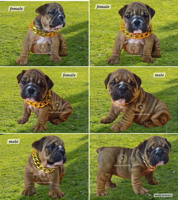 Premium Quality English Bulldog Puppies