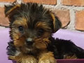 Dijual Anakan Yorkshire Terrier