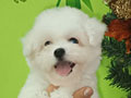 Dijual Puppy Bichon Frise