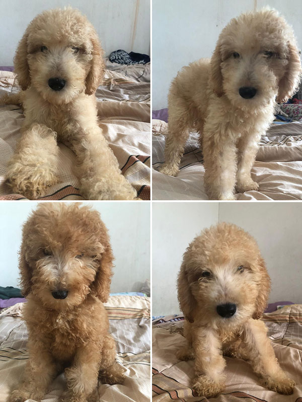 Jual Standard Poodle 