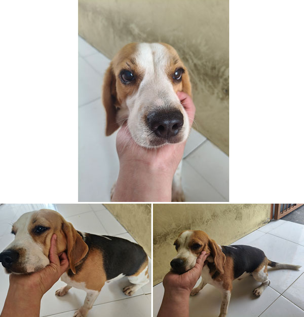 Dijual Anjing Beagle Tricolor