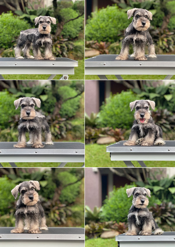 For Sale Puppy Male Miniture Schnauzer