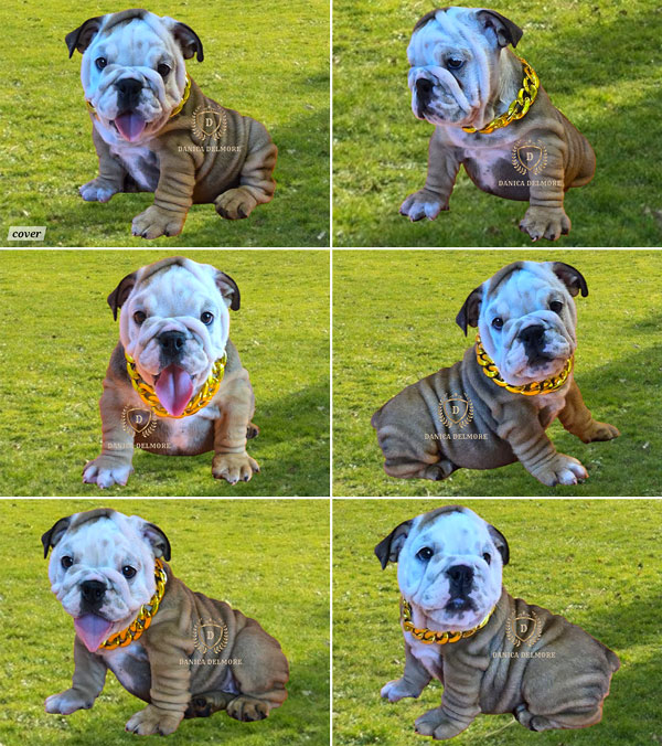 Premium Quality English Bulldog Puppy