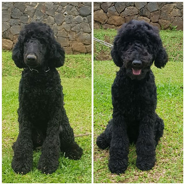 Standard Poodle Special Price