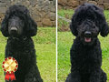 Standard Poodle Special Price