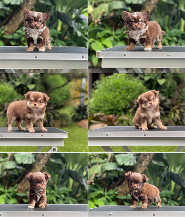 For Sale Puppy Male Super Mini Chihuahua