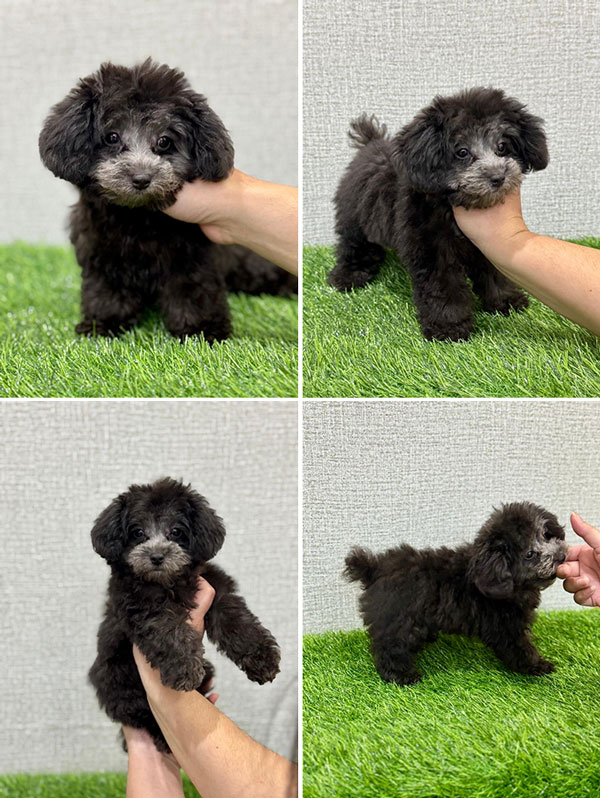 Tiny Silver Poodle Very Good Quality