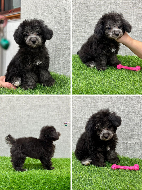 Tiny Silver Poodle Very Good Quality