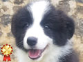 Dijual Anakan Anjing Border Collie