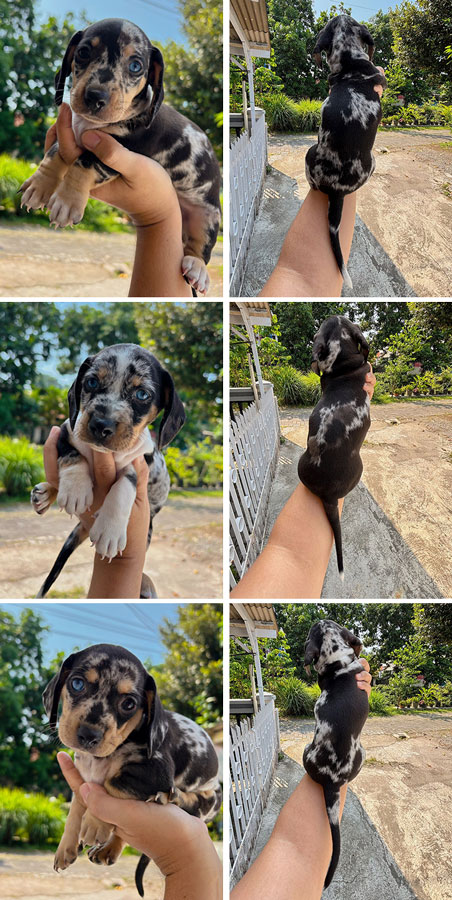 For Sale Puppy Male Female Mini Dachshund