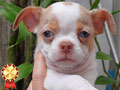 Dijual Puppies Chihuahua Merle Short Hair