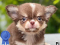 Dijual Chihuahua Long Coat Anak Import Thailand