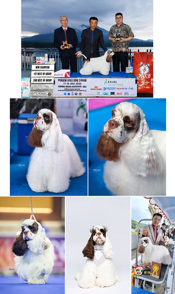 Am.Cock. Stud : INA.CH. Leader Line Traifl