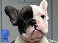 Jual Anakan Frenchie Exotics