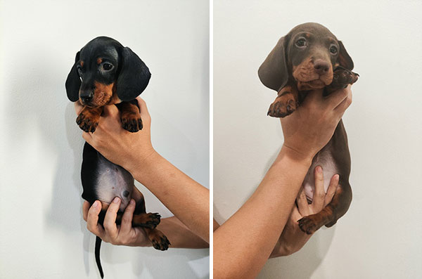 Available Pure Smooth Hair Dachshund