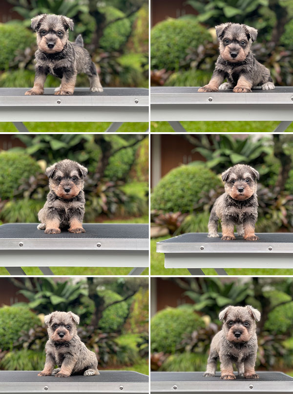 For Sale Puppy Male Female Miniature Schnauzer