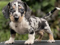For Sale Puppy Male Female Mini Dachshund