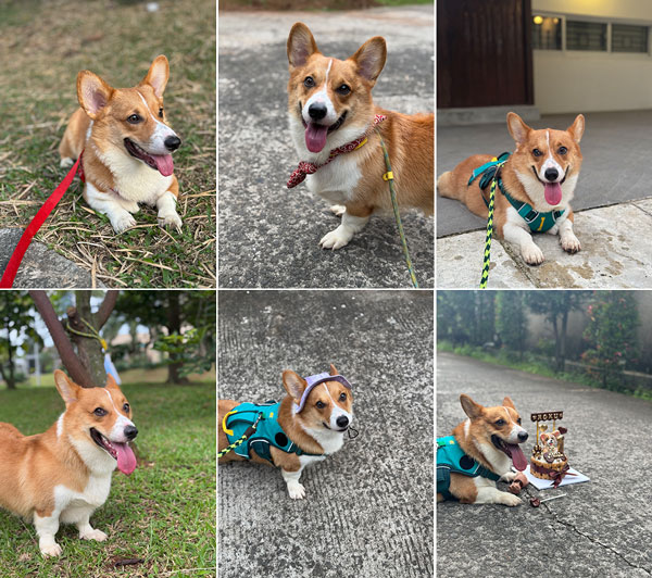 Jual Anjing Pembroke Welsh Corgi Jantan