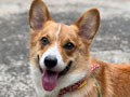 Jual Anjing Pembroke Welsh Corgi Jantan