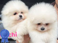 Jual Anakan Pomeranian Putih