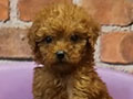 Jual Toy Poodle