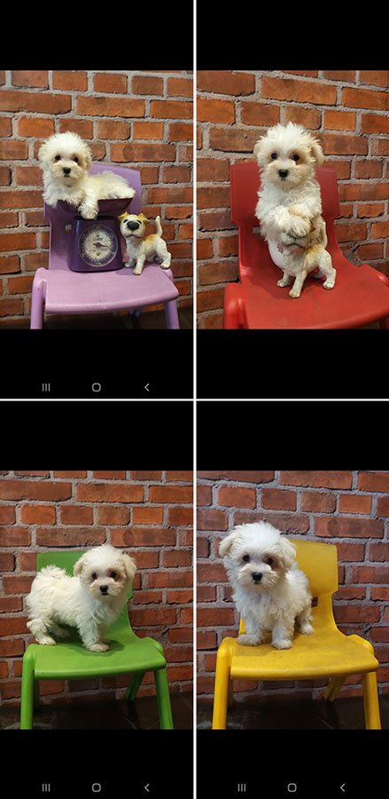 Jual Maltese