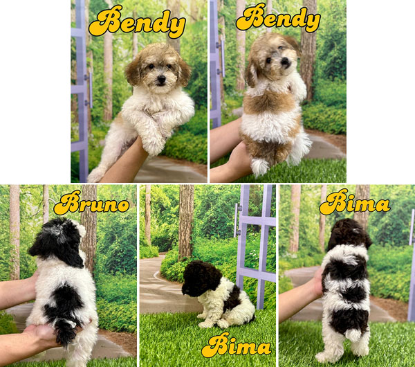 Open Adopt Party Color Poodle Very Good Quality