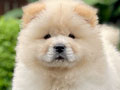 For Sale Puppy Female Chow Chow