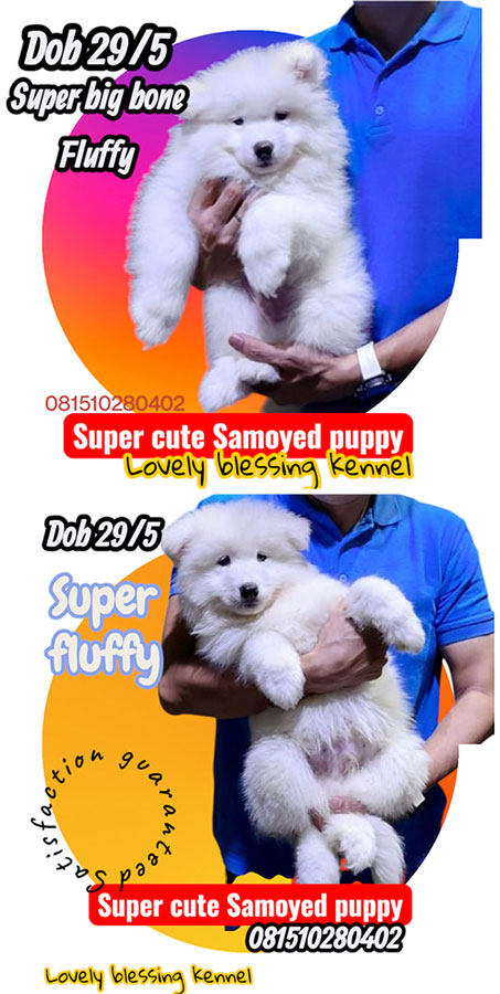 Jual Samoyed Super Big Bone