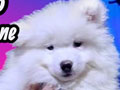 Jual Samoyed Super Big Bone
