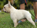 Dijual French Bulldog Jantan Impor