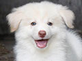 For Sale Border Collie Male Lemon And White