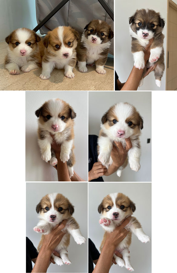 For Sale Puppy Male Female Long Hair Welsh Corgi